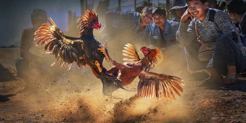 Các giống gà thường được sử dụng tại bộ môn đá gà của nhà cái