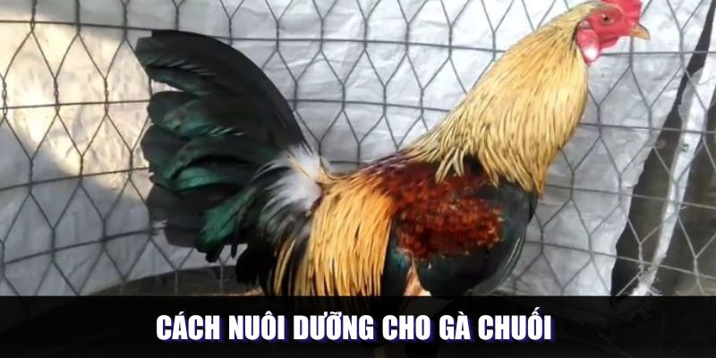 Cách nuôi dưỡng cho gà chuối là gì