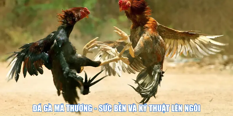 Đá gà mã thương - Sức bền và kỹ thuật lên ngôi