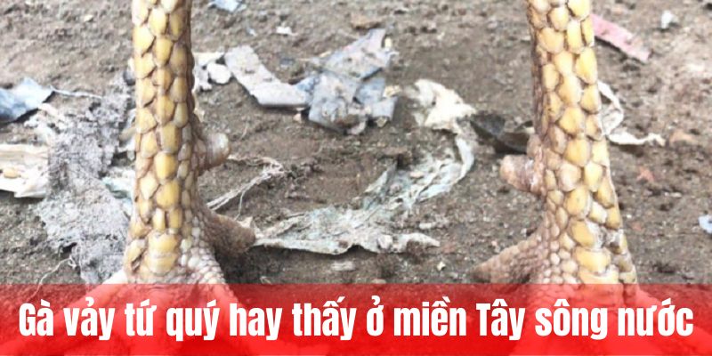 Gà vảy tứ quý hay thấy ở miền Tây sông nước