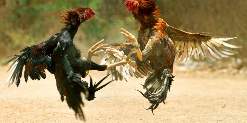 Cách thức chơi đá gà BET88 tại nhà cái